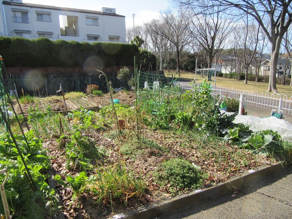 泉北赤坂台A住宅　7号棟 ７号棟前家庭菜園.jpg